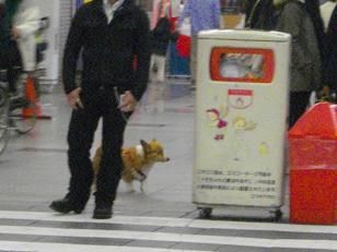 帯屋町にいたワンコ_d0169411_2041523.jpg
