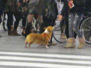 帯屋町にいたワンコ_d0169411_20421498.jpg