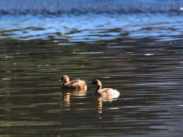 2010年12月22日　マイフィールド池の冬の水鳥　in Tokyo_d0129921_23332830.jpg