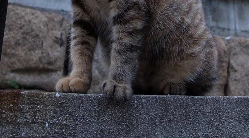 尾道 猫道 _d0067943_9371915.jpg