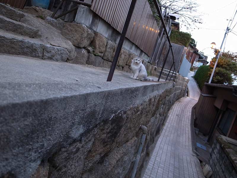 尾道 猫道 _d0067943_9382315.jpg