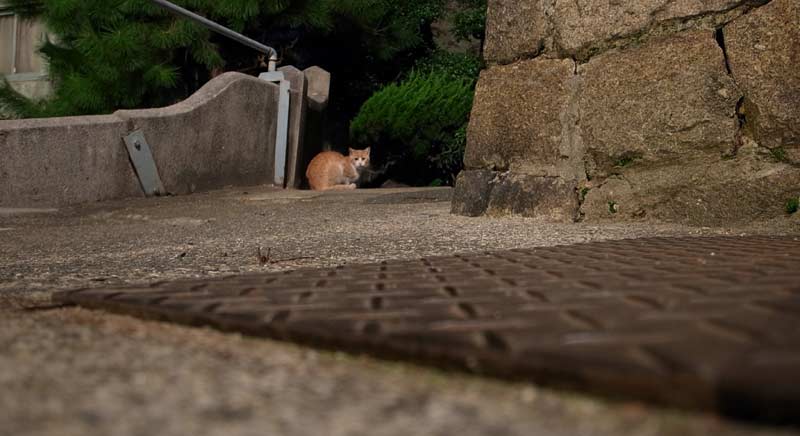 尾道 猫道 _d0067943_9385173.jpg