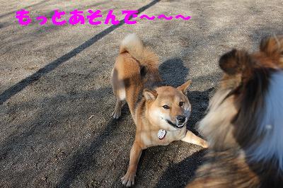 山中湖WOOFへ~大好き足柄サービスエリア_e0195743_19491026.jpg