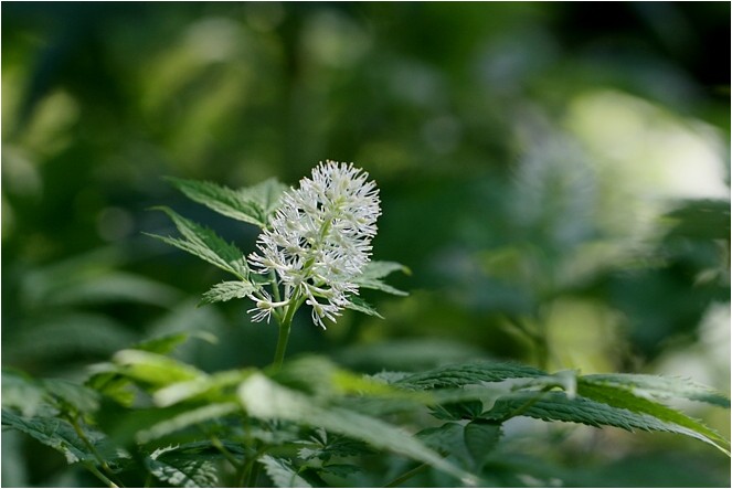 ルイヨウショウマ 今シーズンの初見の花 39 野草風薫 ルイヨウショウマ 今シーズンの初見の花 39 野草風薫