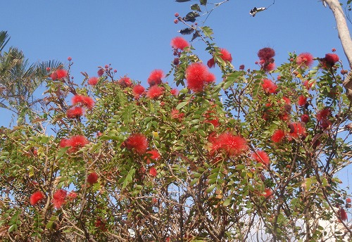 冬の花 沖縄生活