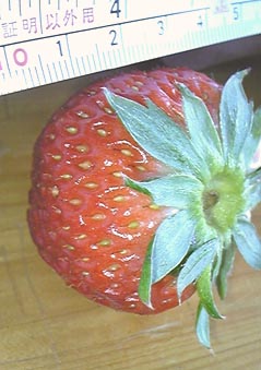 e0118274_20425321.jpg