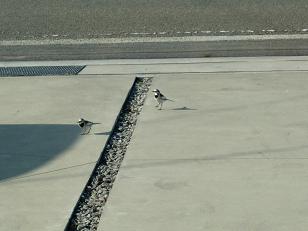 この鳥なんて名前?_f0172281_68572.jpg