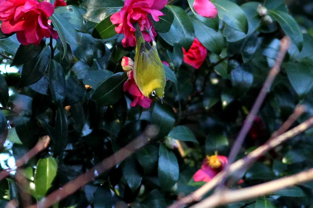サザンカメジロ/十六夜の名残月、富士山を転げ落ちた_b0024798_5374746.jpg