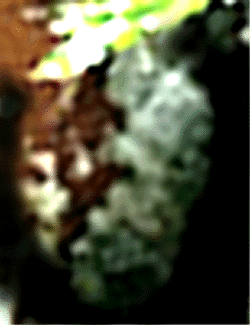 e0103408_8363112.gif
