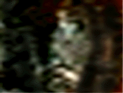 e0103408_8364693.gif