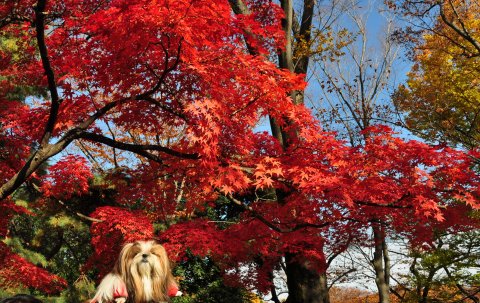 代々木公園の紅葉_c0045628_22332554.jpg