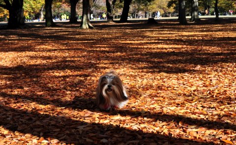 代々木公園の紅葉_c0045628_2250484.jpg