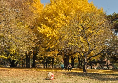 野川公園の紅葉_c0045628_23111460.jpg