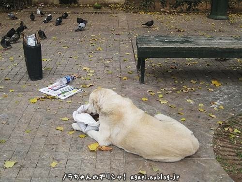 野良犬マリオス君のクリスマス・ランチは約束の地で！_f0037264_19522969.jpg