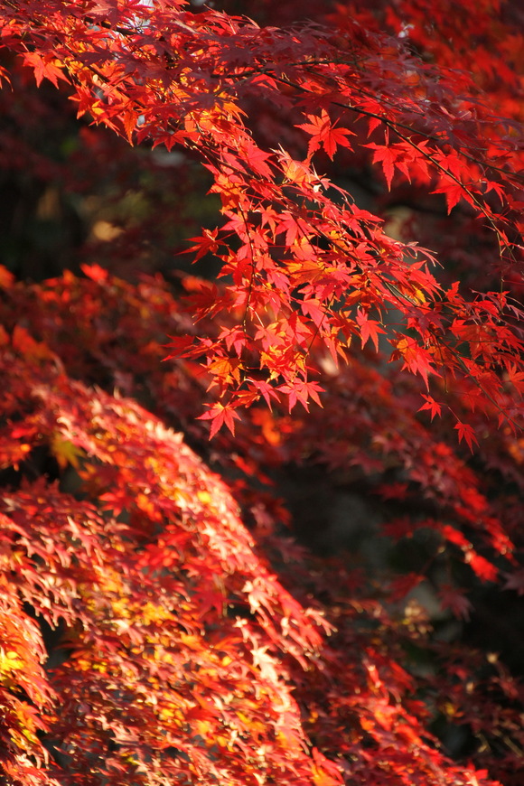 紅葉（東京井の頭公園にて）_f0237764_2323662.jpg