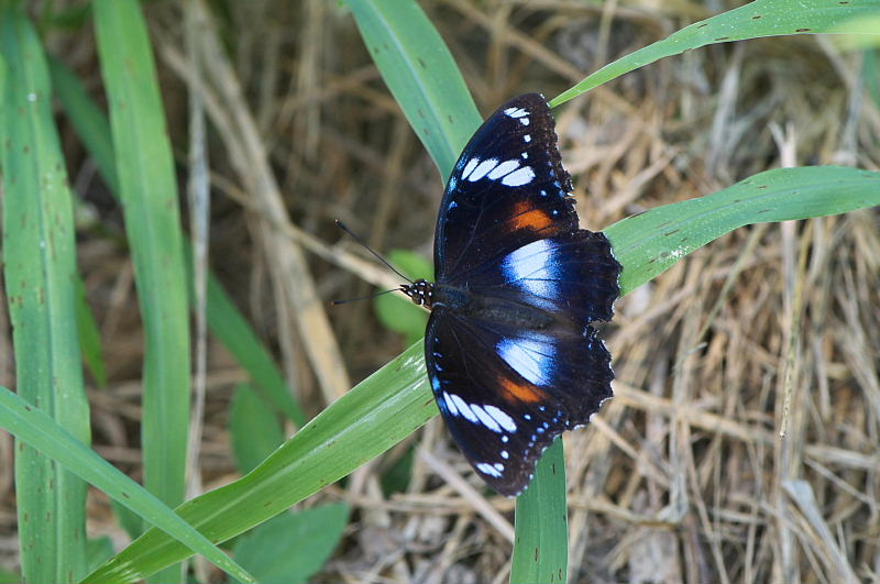 リュウキュウムラサキ（1メス、フィジー島産） 【公式通販】