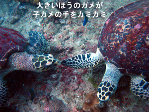 船上クリスマスパーティー☆_f0144385_21464486.jpg