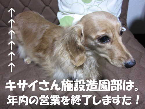 手入れ　Ｐａｒｔ　５_b0200291_18264591.jpg