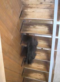 床暖房とカブ_e0055098_9553275.jpg