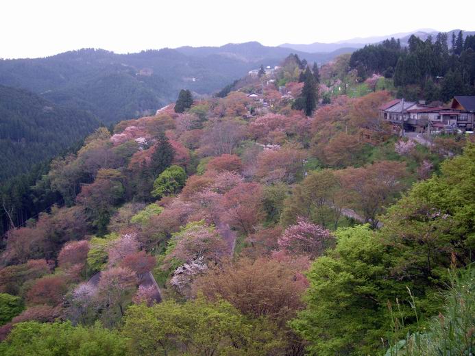 花見京都 10 吉野山 自然就好