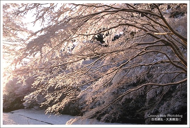 雪の華_f0235326_20375616.jpg