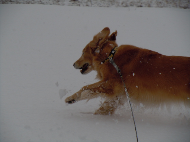 今シーズン初の積雪_f0114128_17101233.jpg