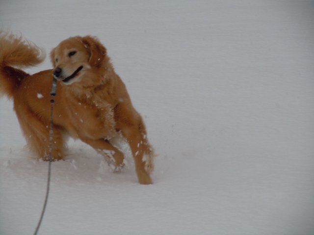 今シーズン初の積雪_f0114128_17102884.jpg
