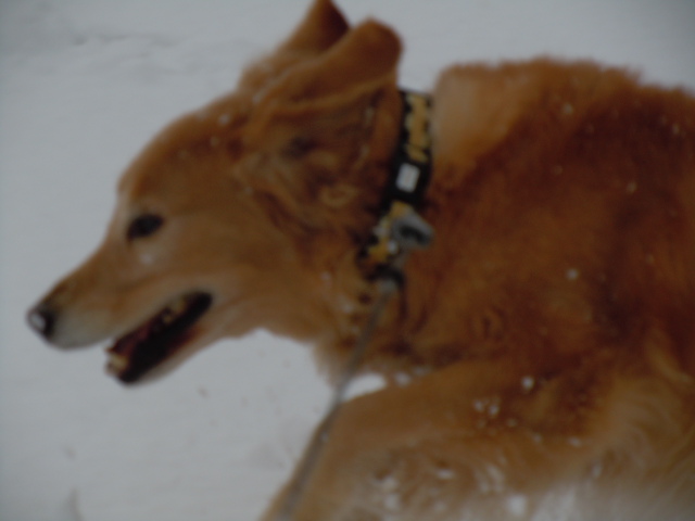 今シーズン初の積雪_f0114128_17104281.jpg