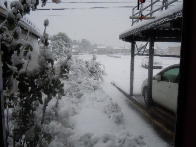 今シーズン初の積雪_f0114128_1764353.jpg