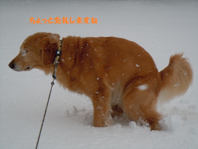 今シーズン初の積雪_f0114128_1795533.jpg