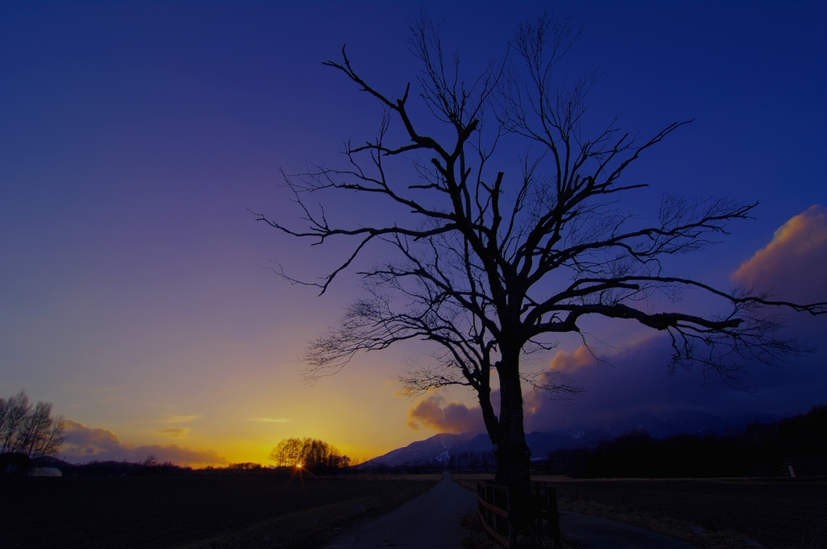 山梨の木の夕暮れ_a0060230_21595964.jpg