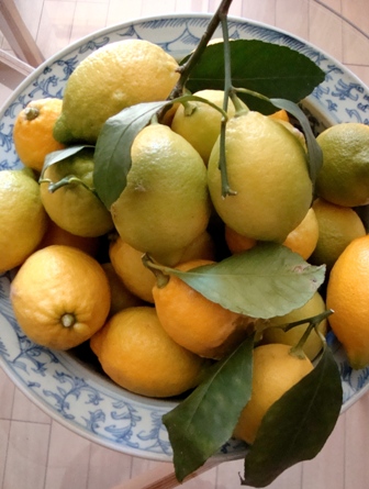 れもん♪　檸檬♪　レモン♪_b0204930_0514180.jpg