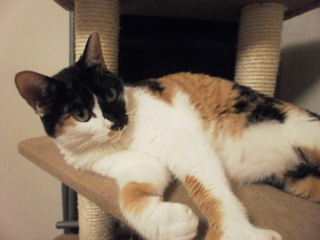 猫のお友だち はなちゃんふうちゃん編。_a0143140_22461564.jpg