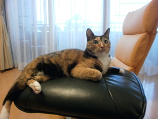 猫のお友だち はなちゃんふうちゃん編。_a0143140_22572079.jpg