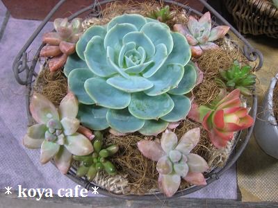 koya cafe　in オオキタ園芸_e0210981_12443011.jpg