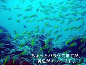 プーケットは何度目?でもピピ島は初めて♪_f0144385_22333696.jpg