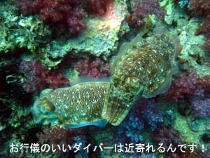 プーケットは何度目?でもピピ島は初めて♪_f0144385_22342663.jpg