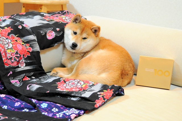 プレゼント貰っちゃった!_a0126590_91861.jpg
