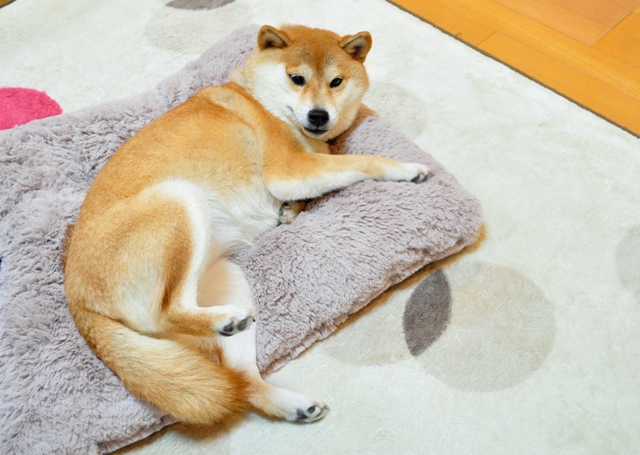 プレゼント貰っちゃった!_a0126590_953282.jpg