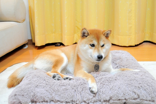 プレゼント貰っちゃった!_a0126590_955164.jpg