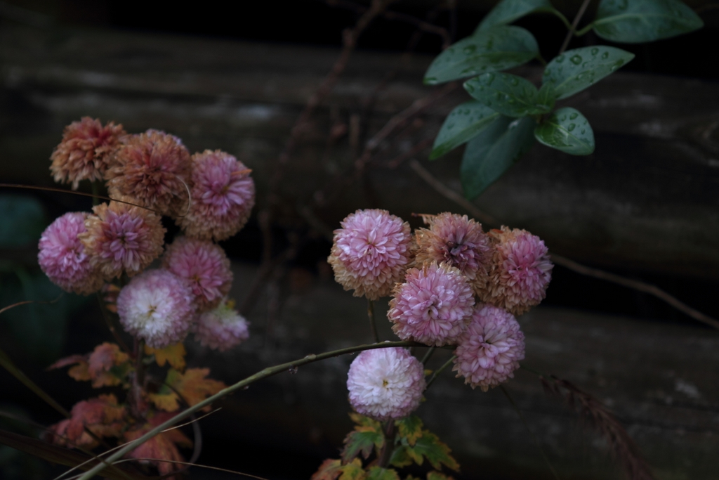 もう一つの100mmマクロ ～ SMC MACRO-TAKUMAR 100mm F4_b0138101_21392112.jpg