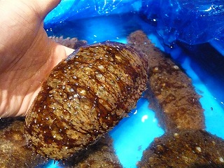 初ナマコ!_f0157910_1338750.jpg