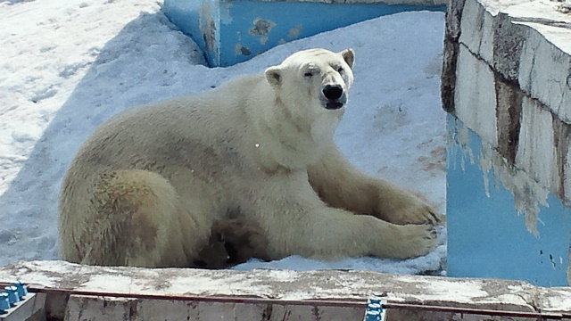 Polar Bear of the Year (2010)_a0151913_1941782.jpg