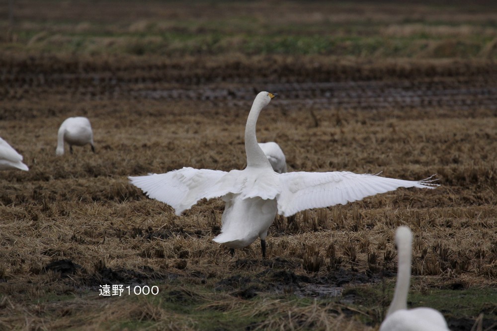 羽ばたく白鳥_d0109319_6302950.jpg