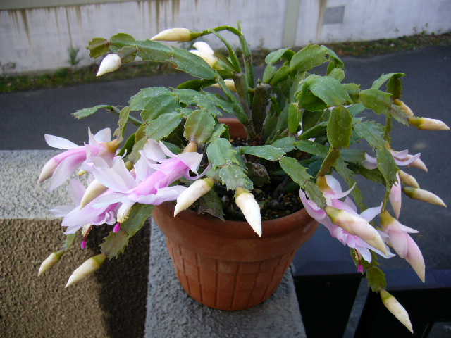 d0000324_1350489.jpg