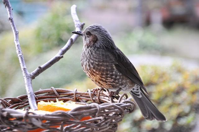 ヒヨドリとメジロのツガイ 花のように ヒヨドリとメジロのツガイ 花のように