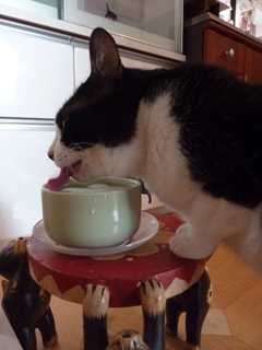 あったかおみず猫 空編。_a0143140_22294141.jpg