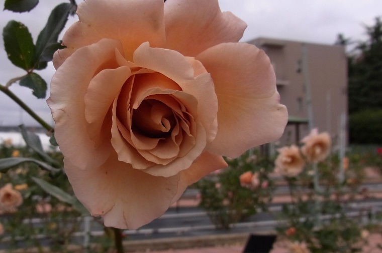 b0155640_1195236.jpg