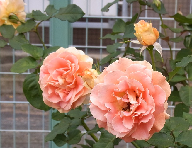 b0155640_1272781.jpg