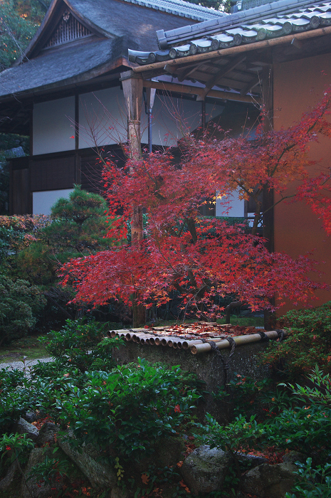 晩秋・修学院離宮2(中離宮編)_f0155048_23162914.jpg